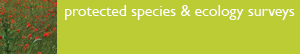 Protected species & ecology surveys